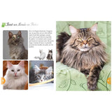 Cats – A Whole World in Photos