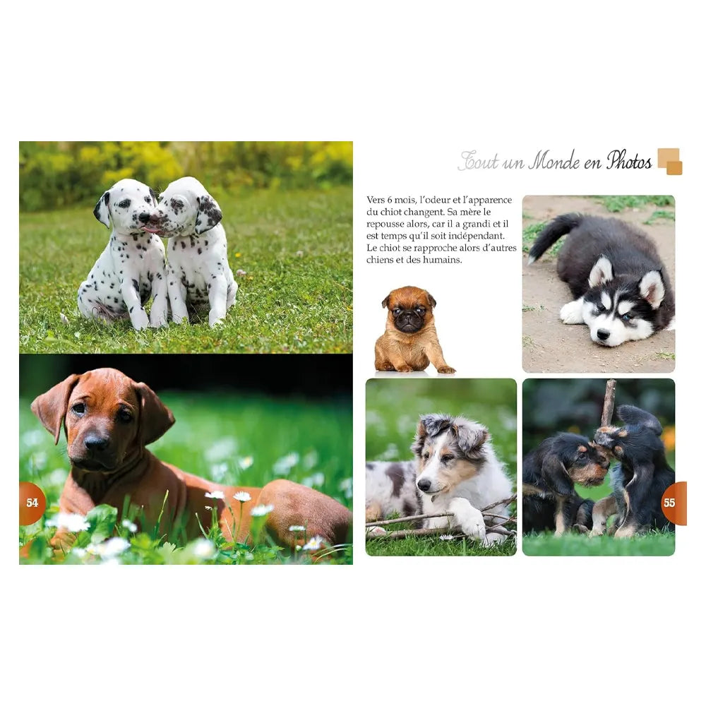 Puppies – A Whole World in Photos